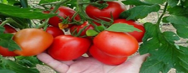 Segurança do Alimento de Frutas e Hortaliças: Exigências Nacionais e Internacionais de Qualidade