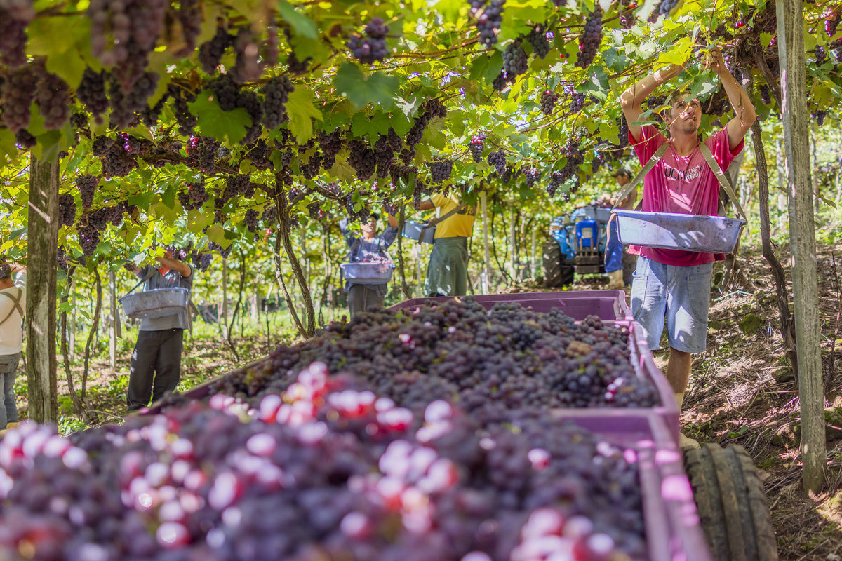 Emater estima que safra da uva na Serra deve ser 40% menor em relação a 2023