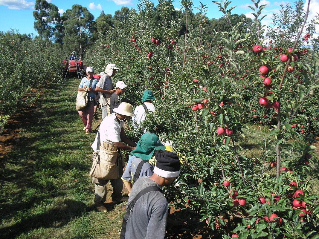 Representantes da Malásia vêm ao RS conhecer produção de maçã e uva