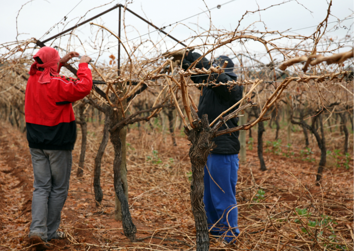 Alunas do Senai Farroupilha desenvolvem aplicativo que auxilia viticultores a driblarem entressafra durante o inverno