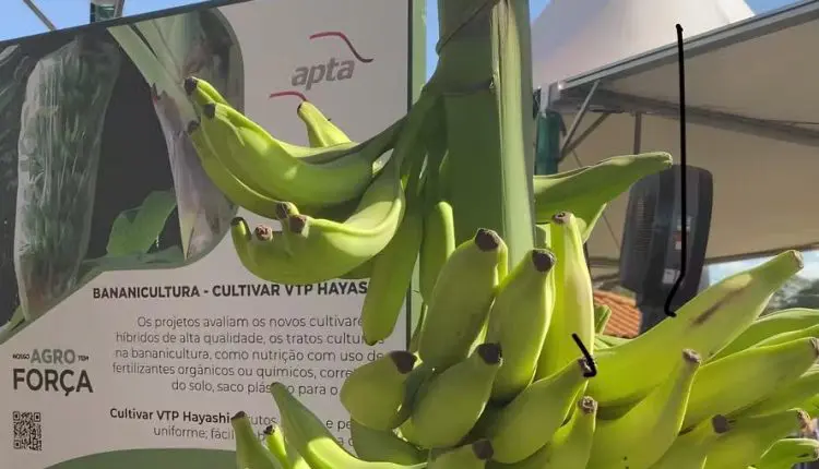 AGRISHOW 2024: APTA Regional pesquisa nova variedade de banana prata encontrada no Vale do Ribeira