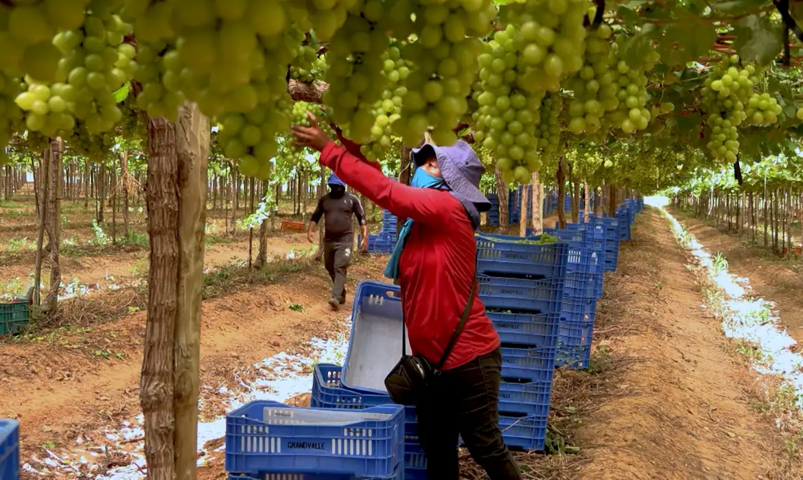 Caminhos da Reportagem: Vale do S�o Francisco, o sert�o tecnol�gico 