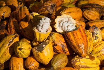 Incaper promove curso online e gratuito sobre cultura do cacaueiro