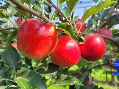 50 anos de pesquisa da Epagri transformam o Brasil de importador a exportador de ma