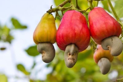 Cajueiro-ano resiste  estiagem e mantm alta produo no Semirido nordestino