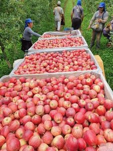 Importa��o de ma��s no pa�s sobe ao n�vel de 1996