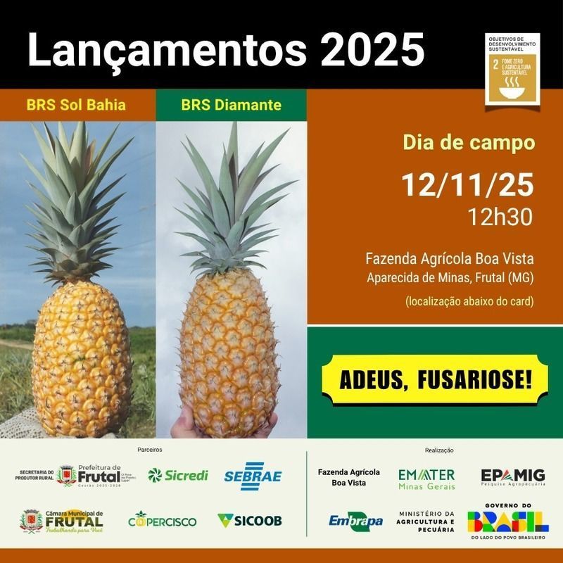 Embrapa lana duas variedades de abacaxi resistentes  principal doena da cultura