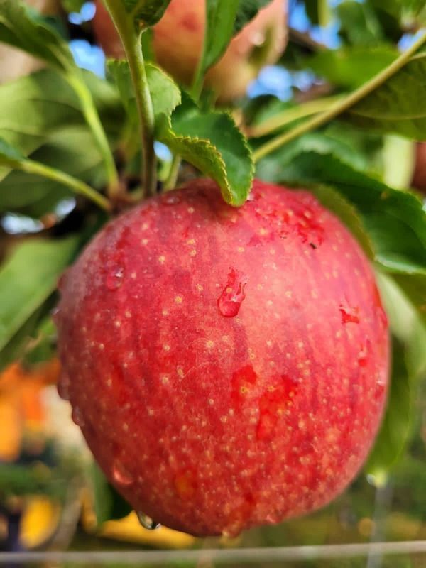  ABPM leva o Clube da Ma  1 Festa da Ma de Vacaria com aes educativas e experincias para a comunidade