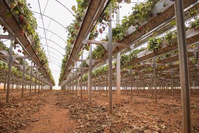 Morango tem boa safra no RS com clima favor�vel, mas pragas exigem aten��o dos produtores