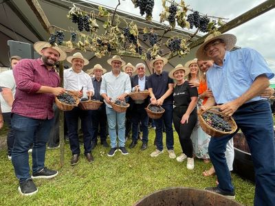 Colheita da uva � aberta em Bento Gon�alves com expectativa de boa safra em 2026