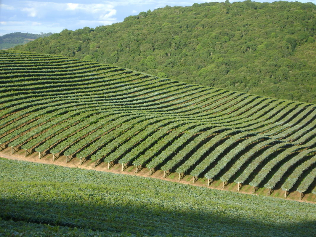 Vinhos org�nicos e biodin�micos s�o tema do novo epis�dio do podcast Vai de Vinho Brasileiro