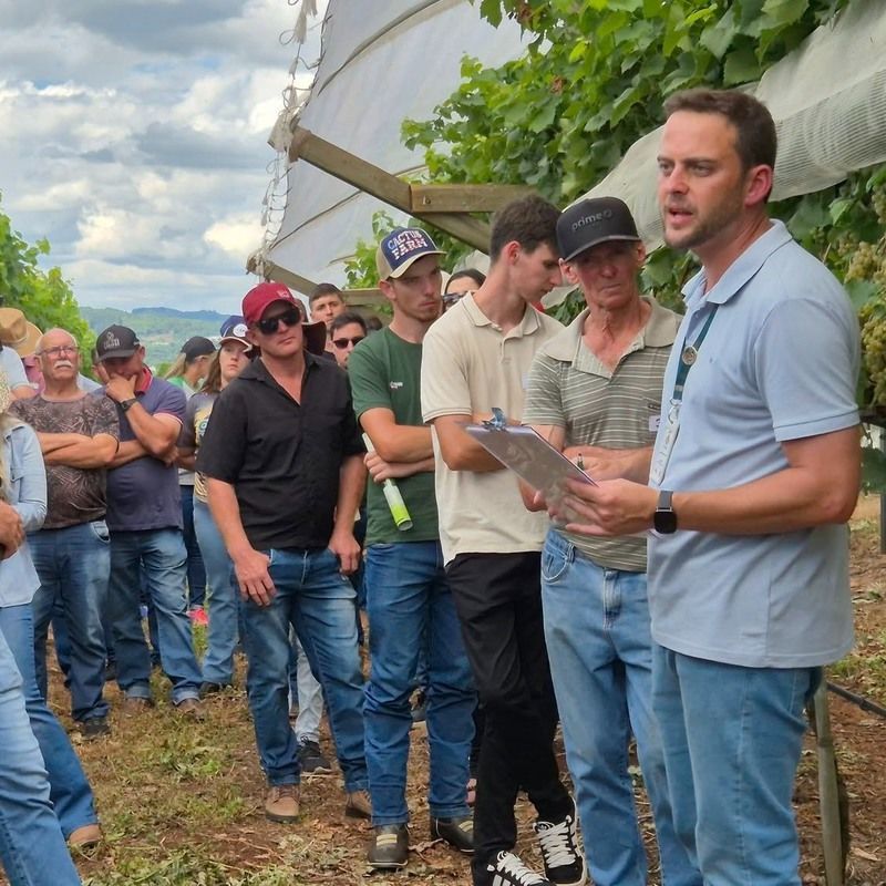 Epagri apresenta vinhos finos produzidos com uvas resistentes a doen�as