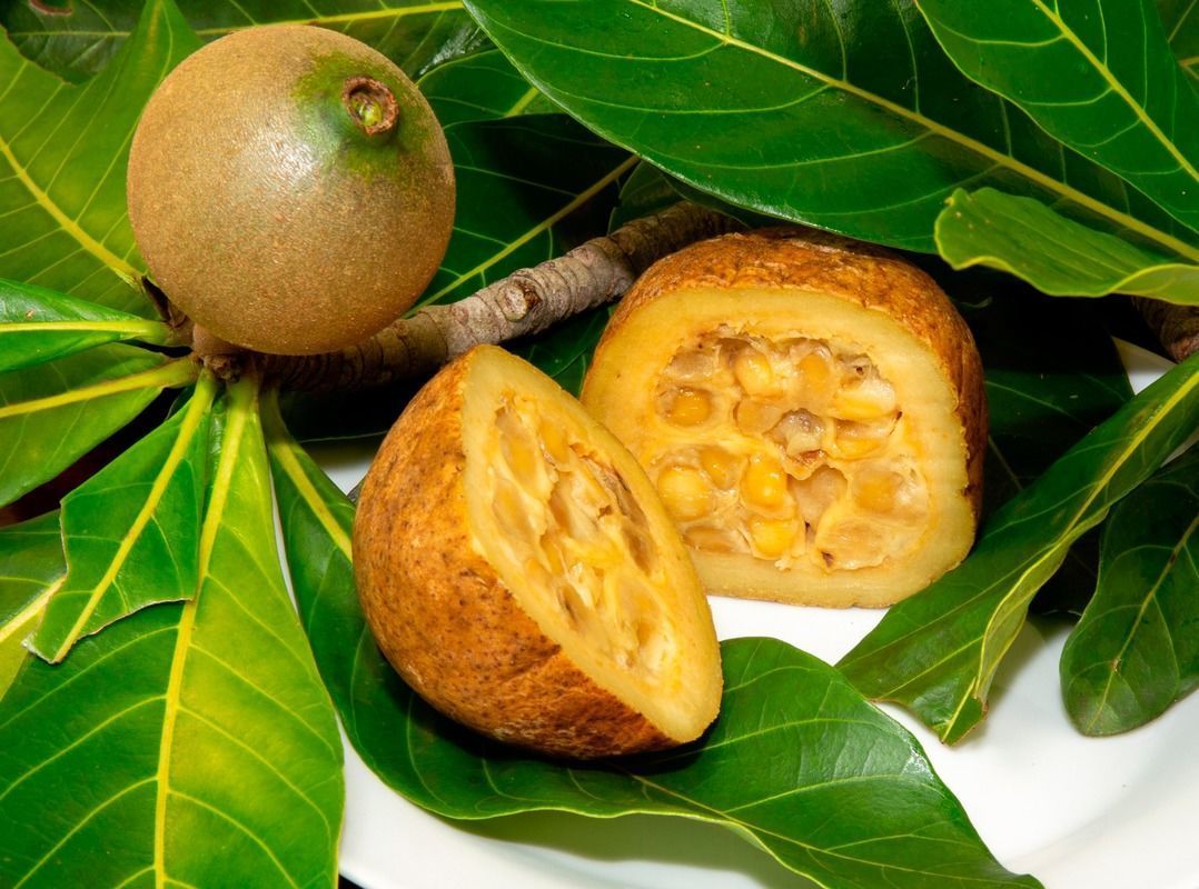 Jenipapo: diversidade, sabor e potencial alimentar dos frutos do Cerrado