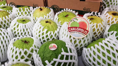 Tratamento �hmico aplicado na conserva��o de polpa de frutas