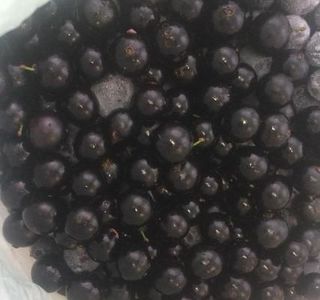 Import�ncia do consumo da casca da jabuticaba para o fortalecimento do sistema imunol�gico