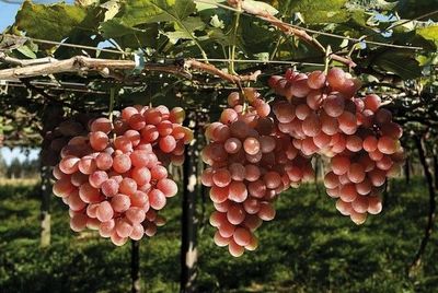 Evento online da EPAMIG debate a elabora��o de vinhos brancos e ros�s