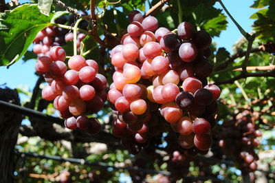 Secretaria de Agricultura viabiliza cultivo de uva para produ��o de vinhos finos nas condi��es paulistas