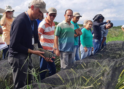 Abacaxi em sistema org�nico registra produtividade superior ao convencional