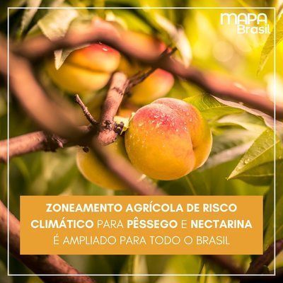 Zoneamento agrícola de risco climático para pêssego e nectarina é ampliado para todo o Brasil