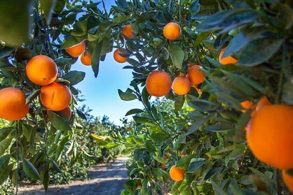 Safra de laranja 2022/23 do cinturão citrícola de SP e MG é estimada em 316,95 milhões de caixas