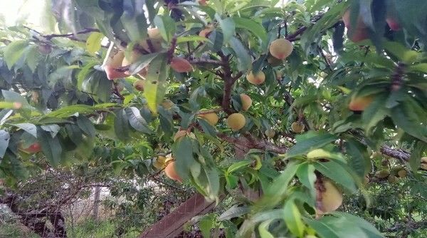 Tipos de Poda para a cultura do Pessegueiro (Prunus persica) Types of Pruning for the Peach Tree (Prunus persica)
