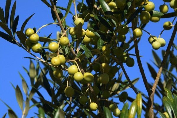 Risco climático para oliveira em Santa Catarina