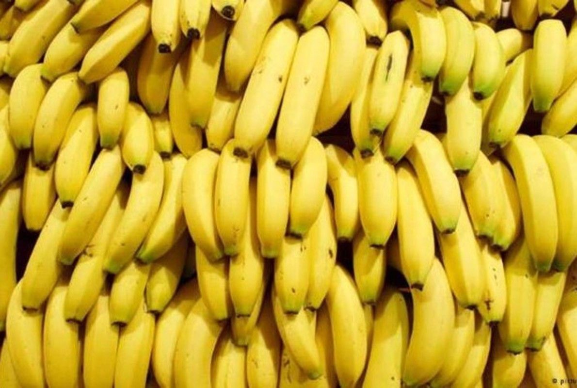 Como aumentar o consumo de banana no Vale do Ribeira que é o maior produtor do estado de SP, e a fruta, já é a mais consumida em todo território nacional