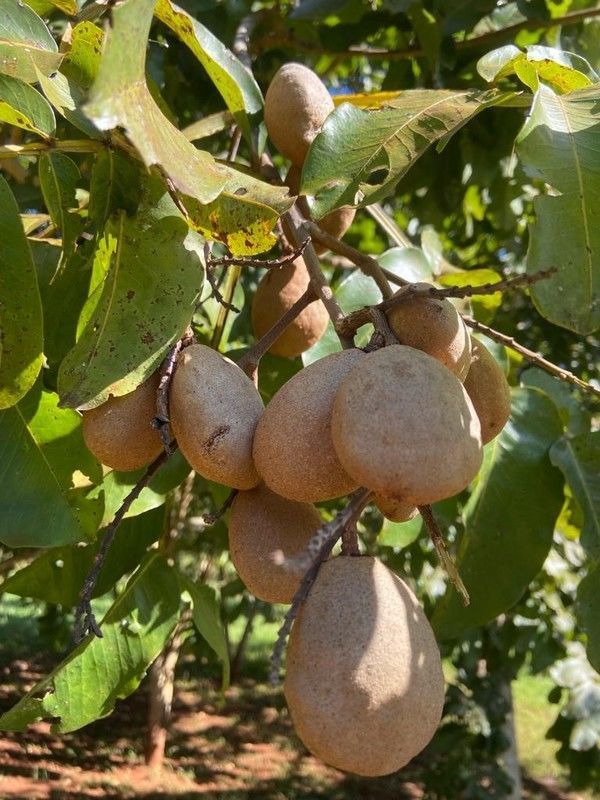 Aplicabilidade do fruto de baru como ingrediente valioso de diferentes receitas