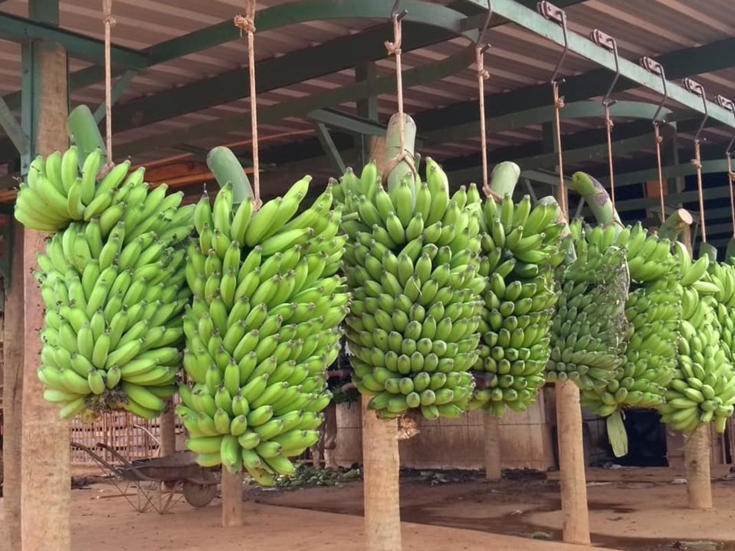 Pesquisadores transformam cascas de banana em filmes bioplsticos por meio de mtodo simples