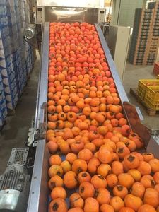 Supersafra de caqui em SC coloca frutos de qualidade no mercado