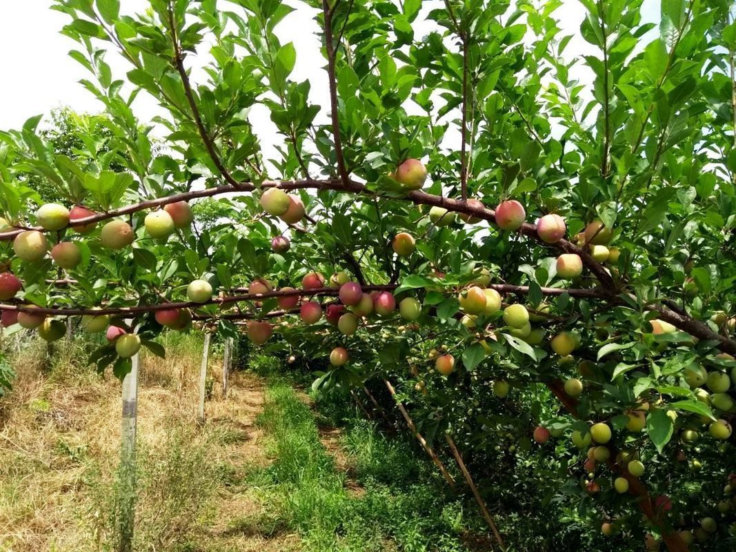 Epagri promove Dia de Campo em Videira com boas prticas para frutas de caroo 