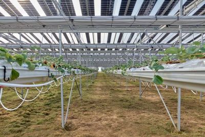 Tecnologias e inovaes mais recentes em hidroponia 2025; sistemas hidropnicos diversificaram seus mtodos para maximizar a eficincia em diversos ambientes 