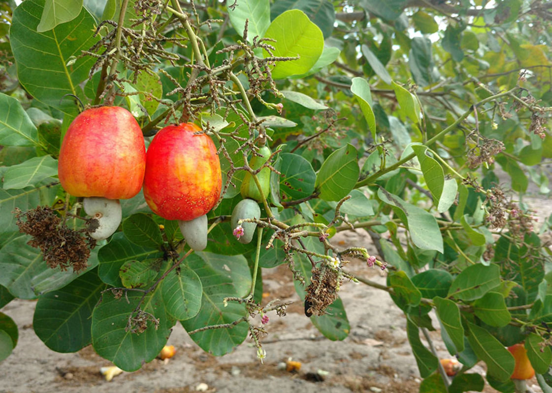 Nova recomendao da pesquisa reduz 70% dos custos com adubao do cajueiro-ano