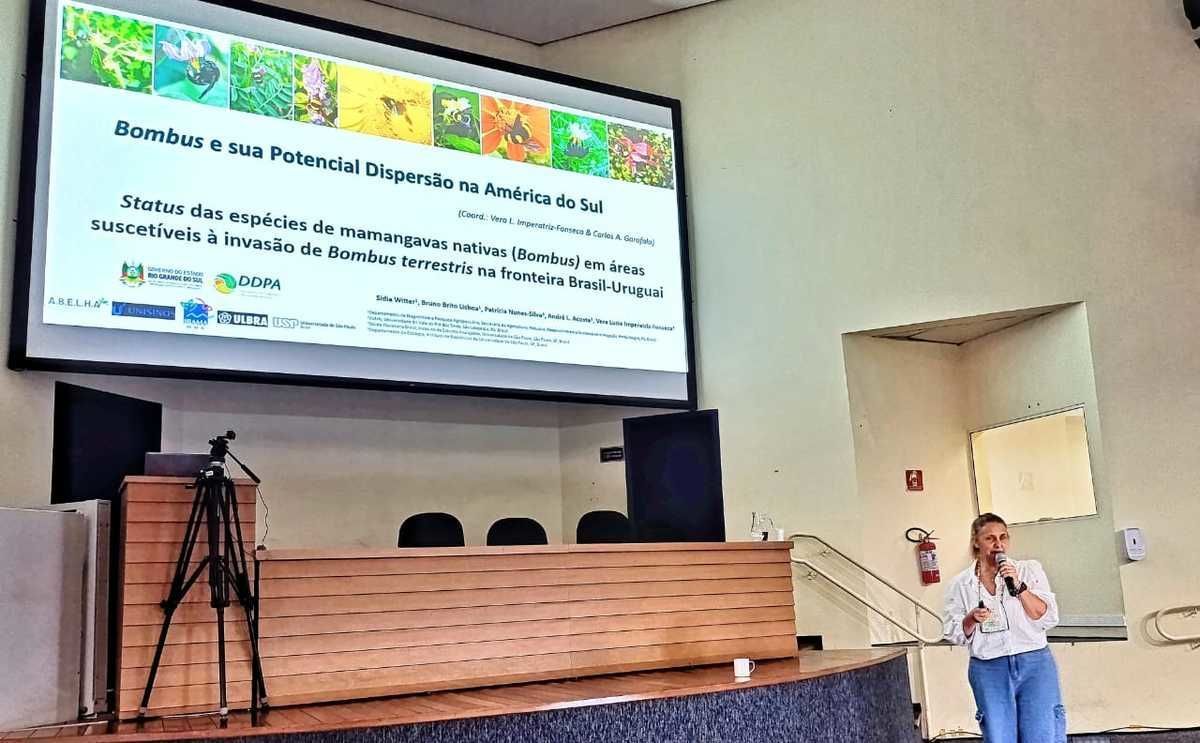 DDPA intensifica monitoramento de abelhas mamangavas nativas na fronteira com o Uruguai