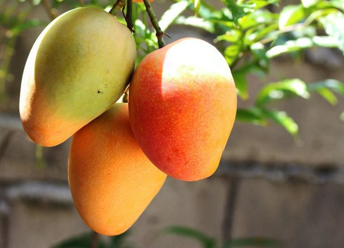 Solu��es naturais no manejo do solo ampliam rendimento da fruticultura no Nordeste