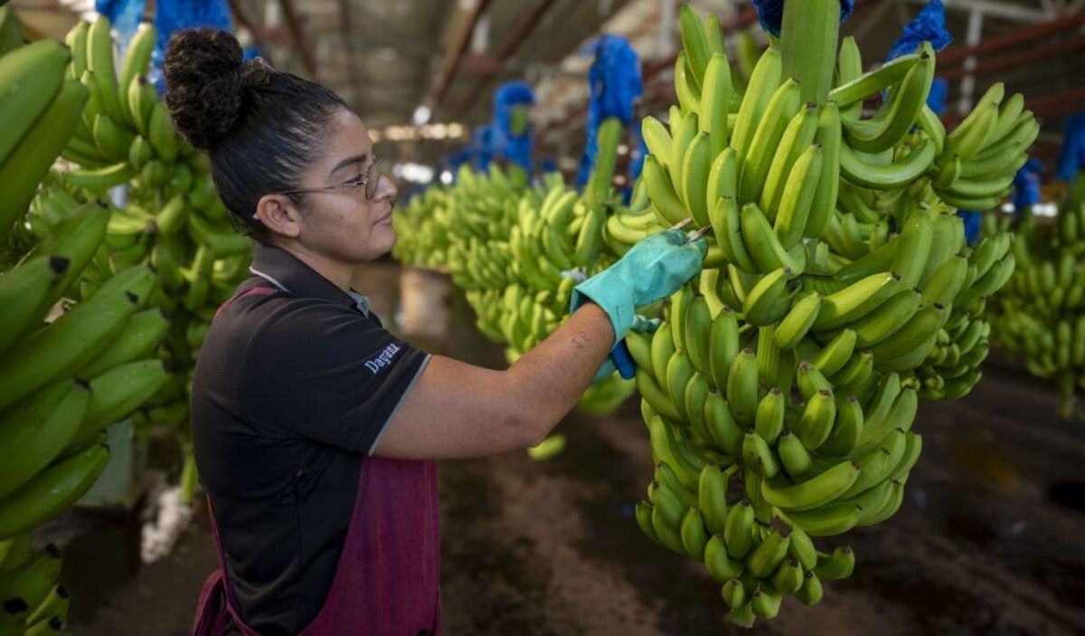 L�deres mundiais se reunir�o em M�rida para analisar os desafios da ind�stria bananeira