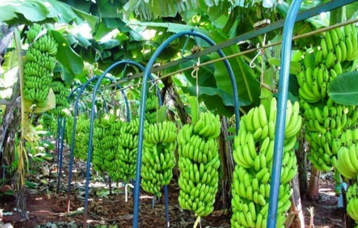 Banana de Bom Jesus da Lapa recebe certifica��o nacional como produto de qualidade diferenciada