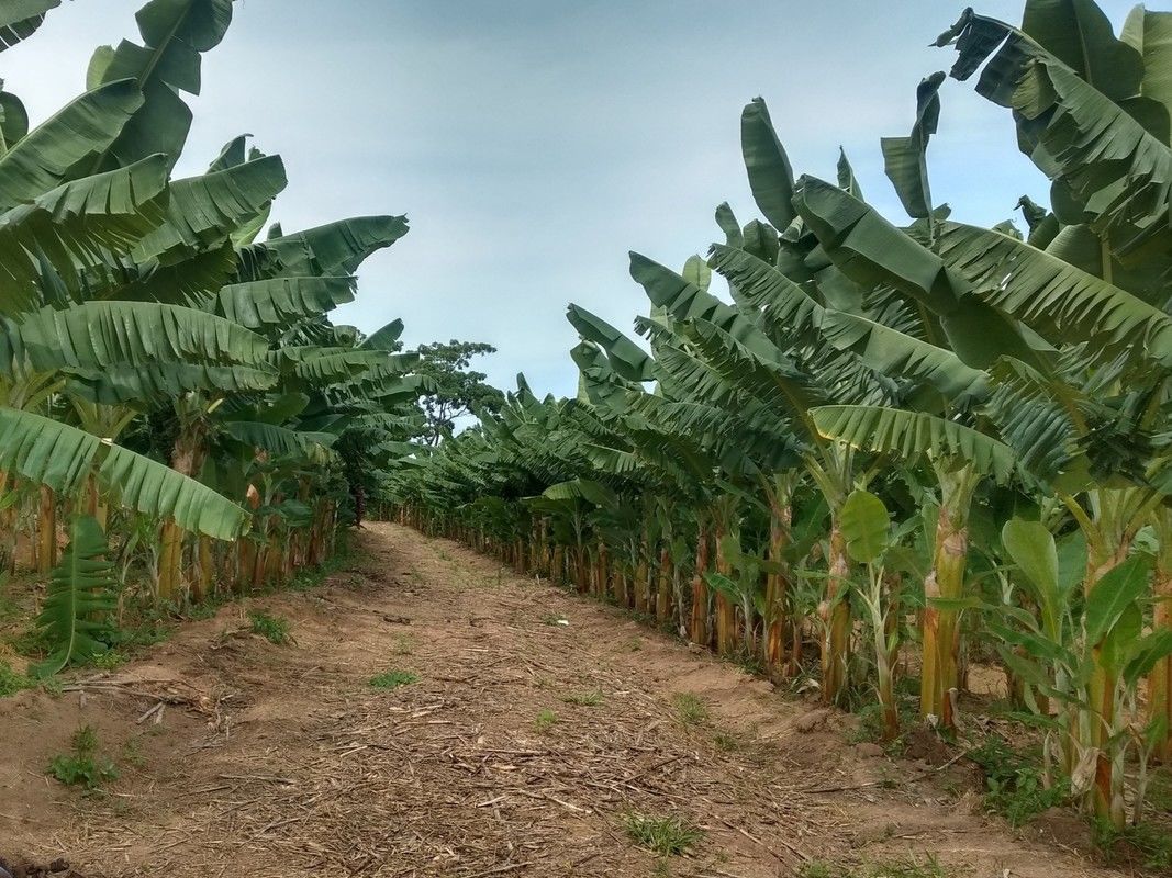 Especialista da Emater-MG d� dicas para forma��o de pomar com bons resultados