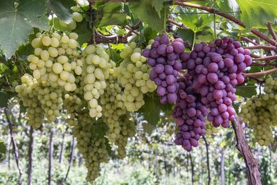 Eles otimizam a identifica��o de fungos que causam doen�as na madeira das videiras