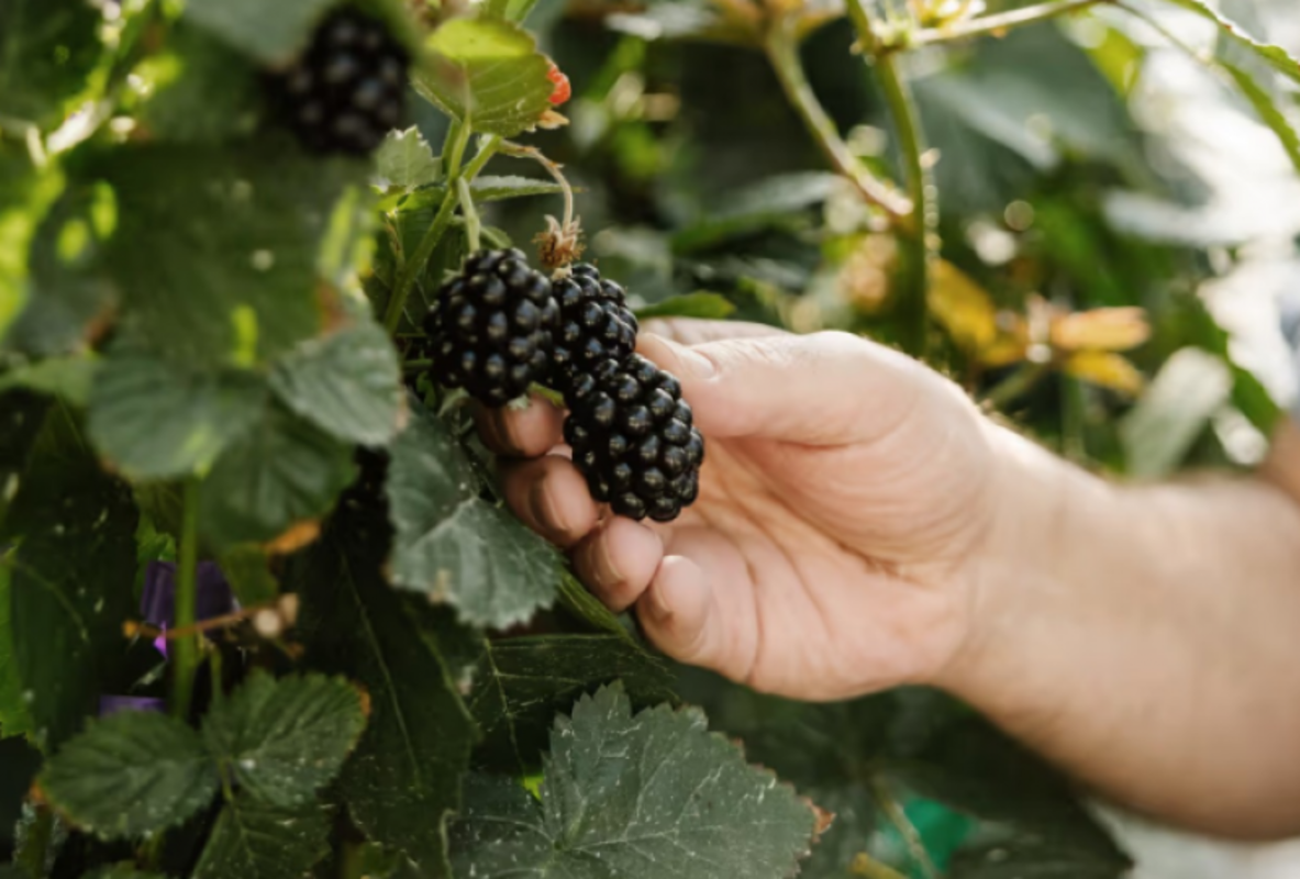 As amoras-pretas na Col�mbia s�o um exemplo de inova��o moderna com a tecnologia CRISPR