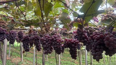 Festa da Uva inclui uva org�nica pela primeira vez