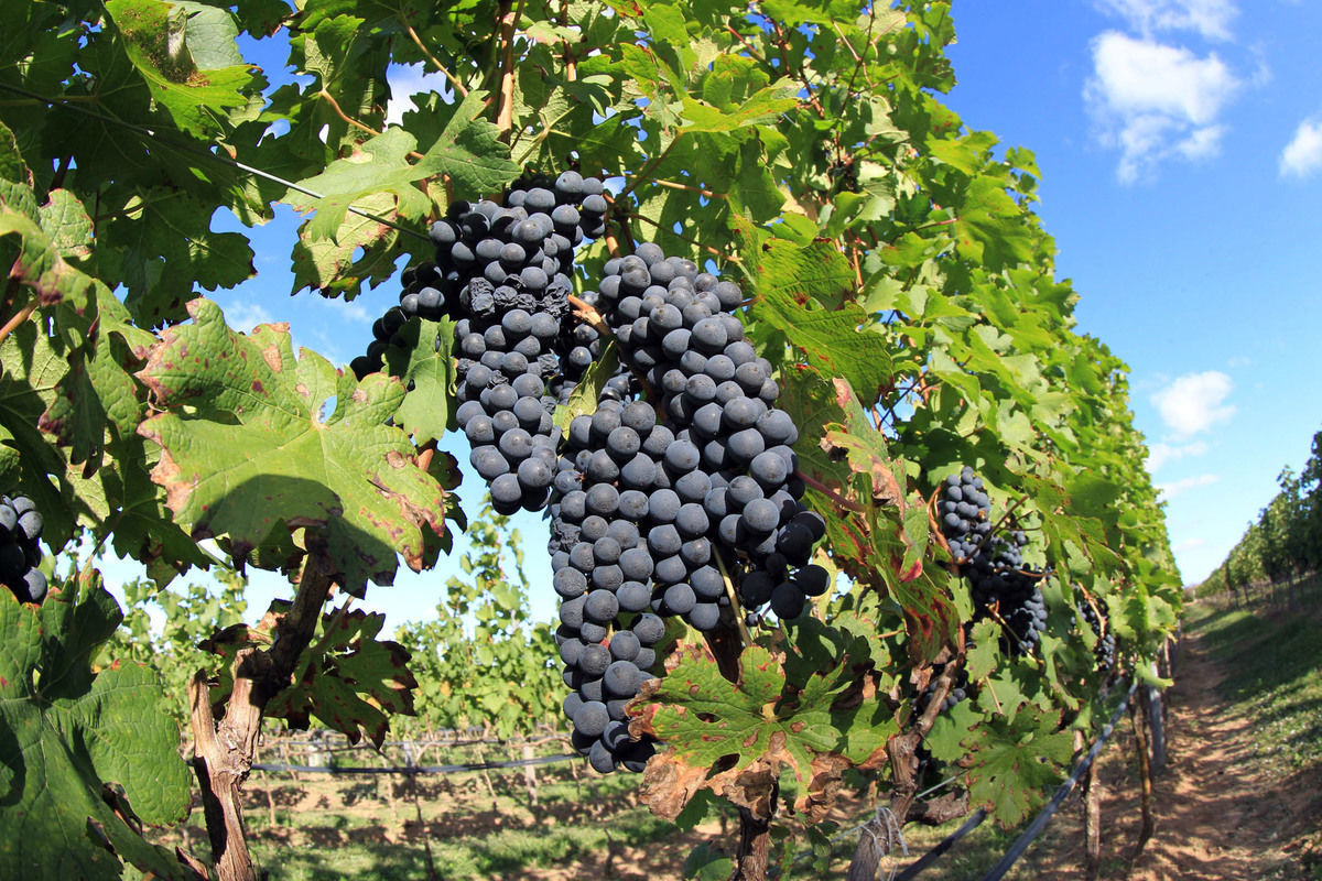 Estudo com 500 amostras de solo qualifica manejo nutricional de vinhedos da Serra Ga�cha