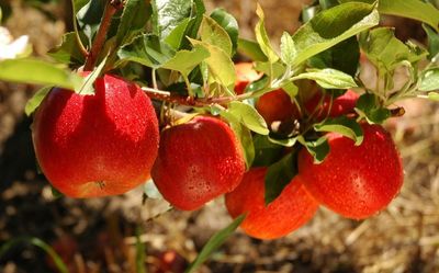 Abertura oficial da colheita da ma�� 2026 re�ne autoridades e produtores em S�o Joaquim