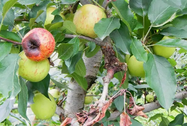 Semin�rio cancros dos ramos da macieira em Vacaria, dia 24 de mar�o na UCS