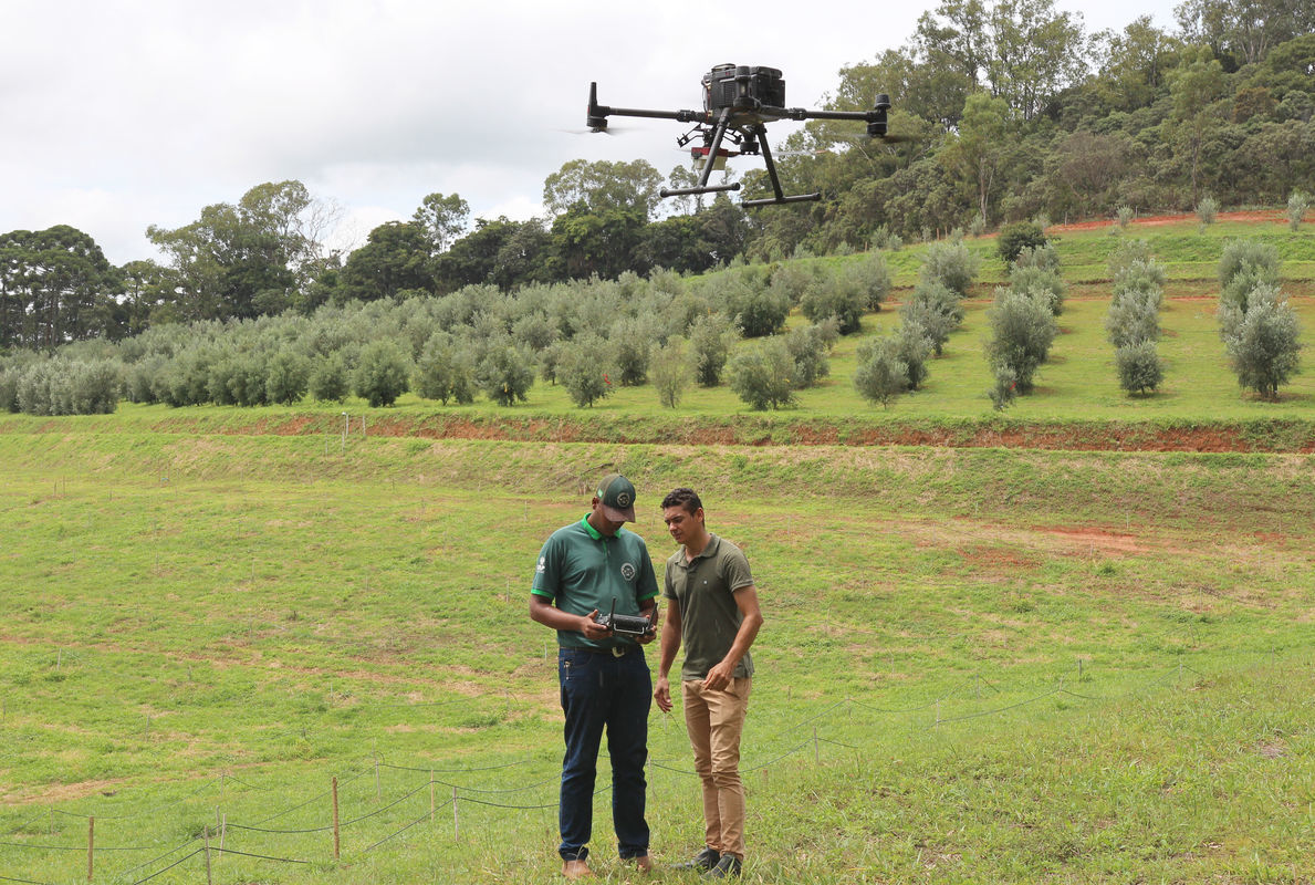 Agropecu�ria de Precis�o auxilia na identifica��o e no combate � s�ndrome do decl�nio r�pido da oliveira, causada pela Xylella fastidiosa