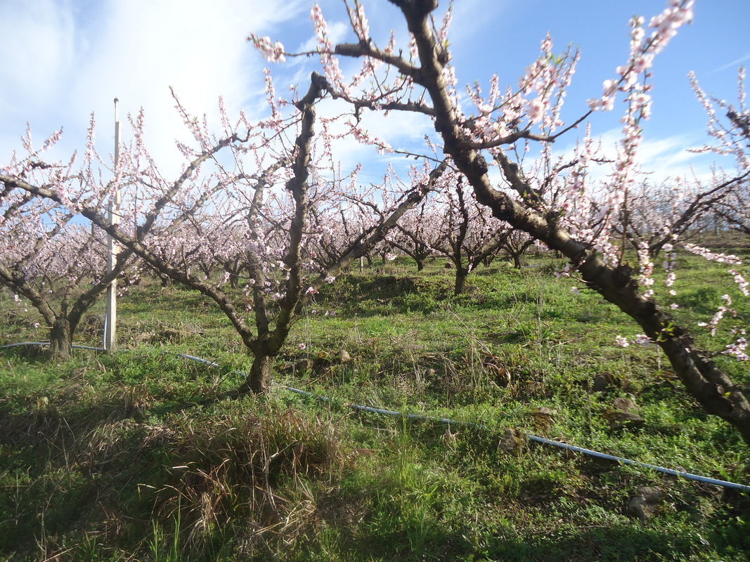 Senar lan�a webs�rie Brasil Irrigado no portal Senar Play