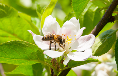 Novo aplicativo impulsiona a poliniza��o em �rvores frut�feras