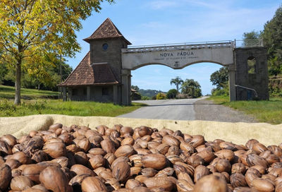 Nova P�dua ser� palco da abertura da colheita da noz-pec� em maio