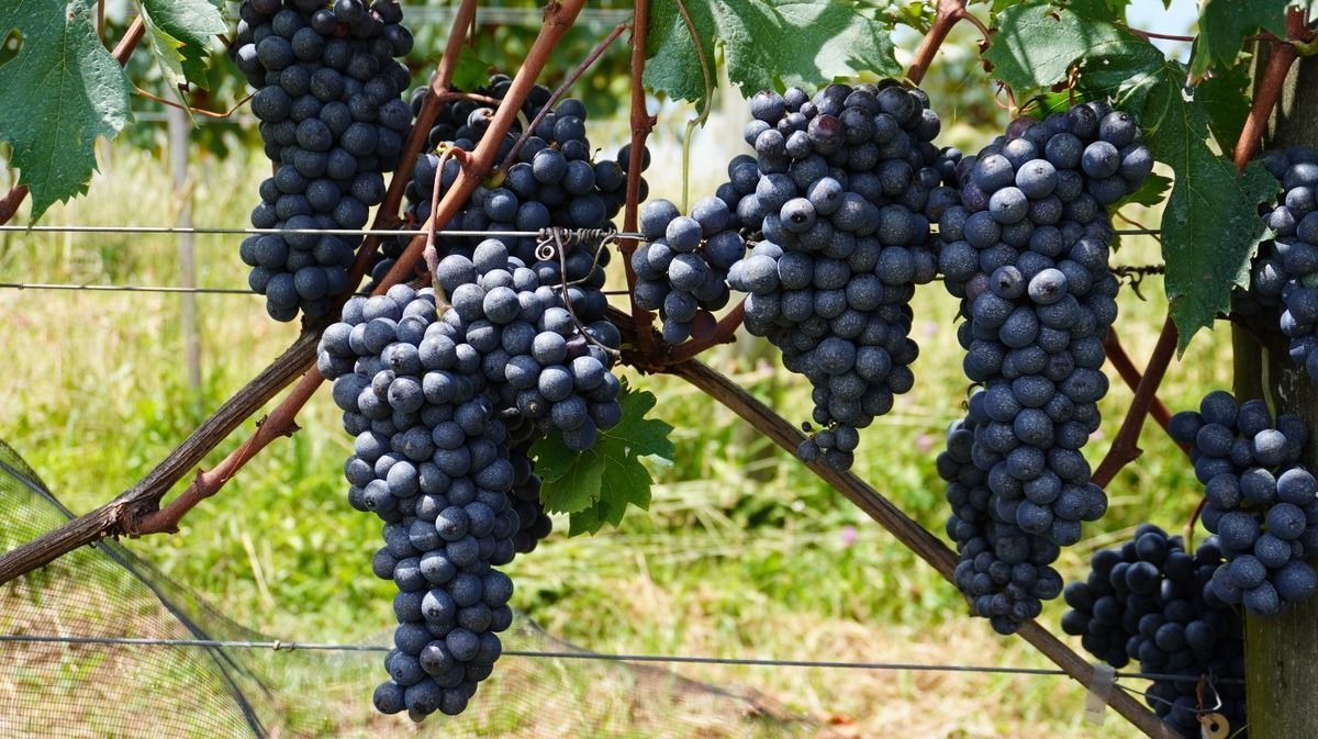 Serra Ga�cha aposta em clones nacionais para fortalecer identidade do vinho brasileiro