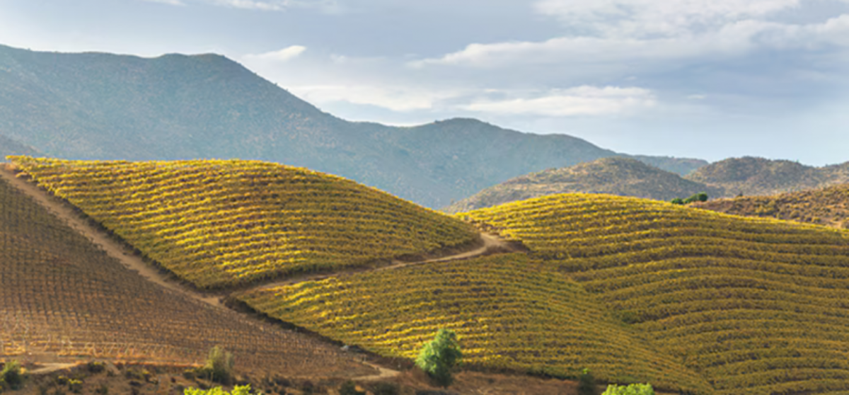 Mudan�as clim�ticas e vinho: desafios e solu��es para a viticultura global